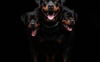three headed guardian dog